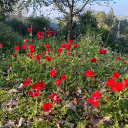 0ebd052f-5f9f-4a90-9f7d-680a902016ad