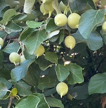 a9e12aff-ffb8-469b-a987-080c7d9105d5