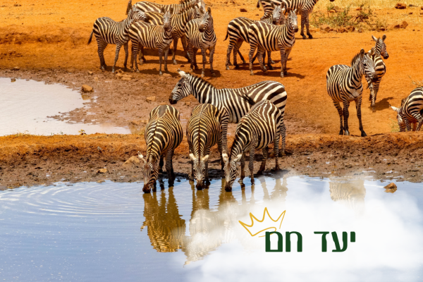 מסע נשים לקניה